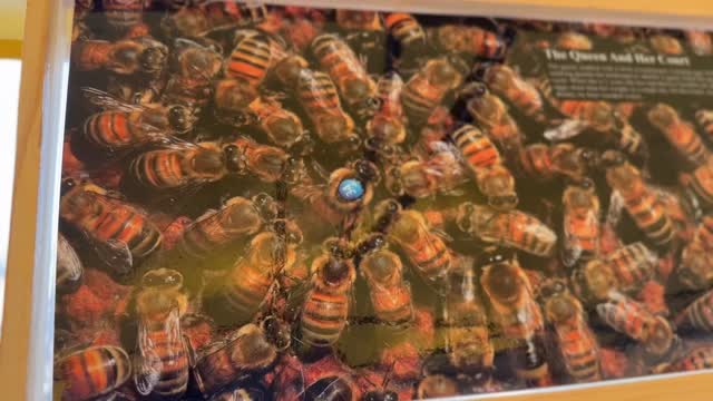 Greetings From The Hive!
🐝 DECEMBER MARKETS 🐝Southernmost Bees will be at the following markets:
Thursday 12/11 Truman Waterfront Farmers Market 2pm-7pm
Saturday 12/13 Key West Merry Marketplace Southernmost Beach Resort 4pm-8pm
Sunday 12/14 Key West Artisan Market Higgs Beach 10am-2pm
Thursday 12/18 Truman Waterfront Farmers Market 2pm-7pm
Saturday 12/20 Big Pine Flea Market
9am-2pm
Sunday 12/21 Key West Artisan Market
10am-2pm
Saturday 12/27 Big Pine Flea Market 9am-2pm
Sunday 12/28 Key West Artisan Market 10am-2pm
Hope to see you at the markets!