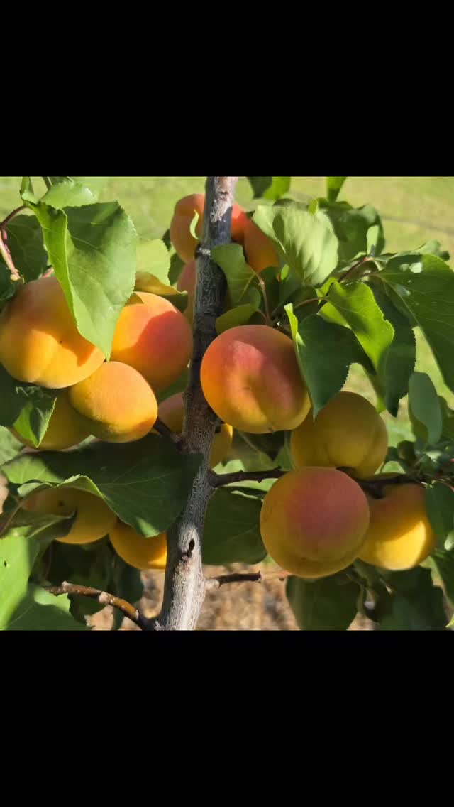 Sun-kissed fruit and the soft promise of harvest. 🍑🌿 The orchard is alive, full, and absolutely beautiful this season.
KleinNektar #FruitOrchard #FarmLife #SeasonalHarvest #Montagu #SmallScaleFarming #FarmDays #FreshFromTheFarm