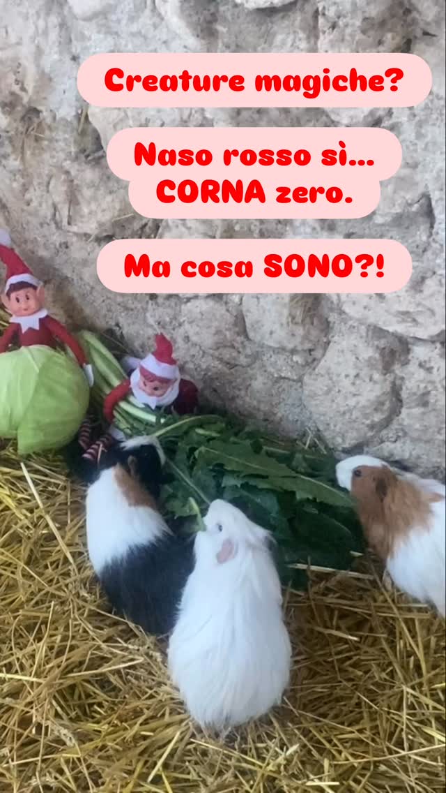🧝♂️🧝♀️ Giorno 9!
Ieri era festa… e anche gli elfi dispettosi si sono presi una giornata di riposo.
Ma oggi sono tornati in fattoria più confusi che mai. 😅
Appena entrati nel recinto, hanno sentito tutti quei “squeeeek squeeeek”…
e si sono convinti di aver scoperto delle creature magiche. ✨🐹
Una ha perfino il naso rosso…
ma nessuna ha le corna.
Gli elfi non riescono proprio a capire che cosa siano. 😂
Per sicurezza, hanno iniziato a portare “regali” e insalata…
nel caso una di queste creature decida di rivelare i suoi poteri. 😆
Seguiteci… perché domani succederà QUALCOS’ALTRO. 😈🎄
#ElfiDispettosi #ElfiDiNatale #ElfiInFattoria #Giorno9 #CreatureMagiche #Cavie #Natale2024 #ChristmasFun #KidsMagic #HolidayChaos #ElfOnTheShelfItalia #Abruzzo