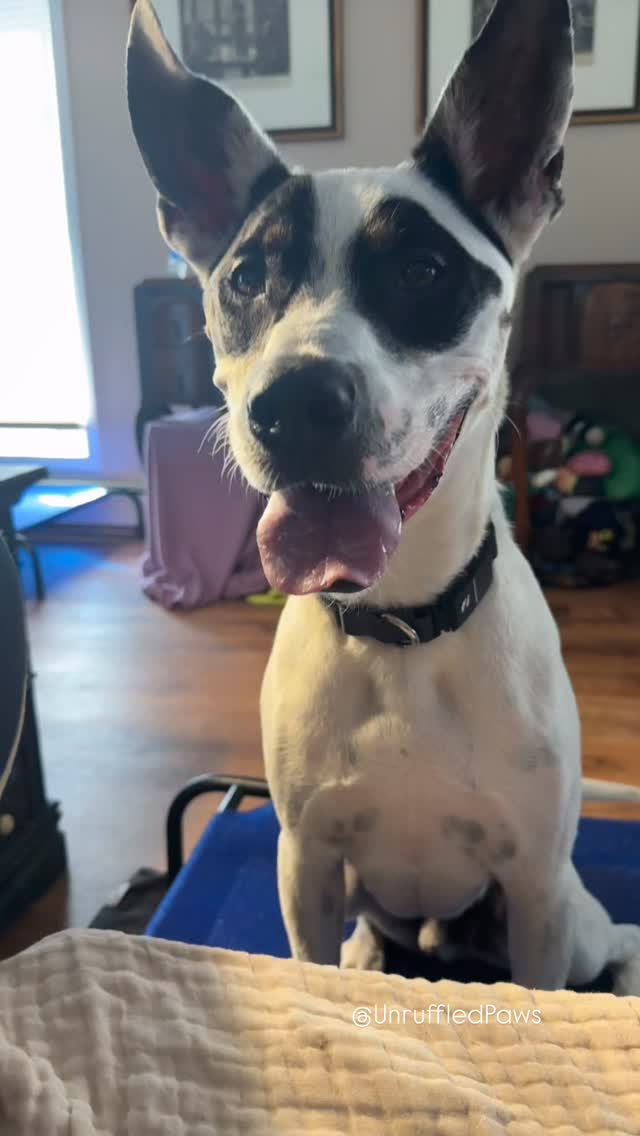 Throwback to nicer weather, popcorn rewards, and Bentley practicing calm focus and good manners. 🍿🐾
No jumping, no chaos — just engagement and a very good boy settling into his new home.
#UnruffledPaws #ThrowbackTraining #FocusAndEngagement #GoodManners #GoodDog