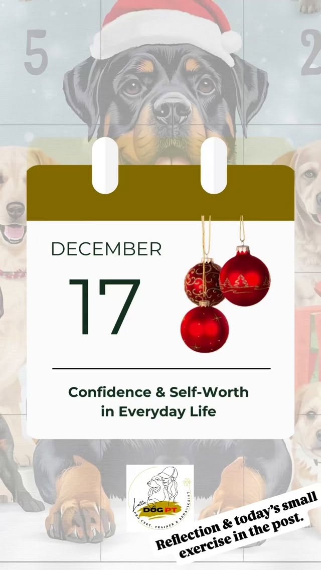 🎄 Day 17 – Focus on What Works
It’s easy to put most of our energy into what doesn’t work perfectly, even though it happens far less often than what actually works.
It might be a behaviour, a skill, or the moment we start comparing ourselves to others.
When we compare, we often end up feeling behind, because we compare ourselves to someone who’s already where we want to be.
Everyone has their own journey. Everyone starts somewhere.
Here, it’s not the dog who needs to change, it’s us as owners who choose focus, structure and direction.
✨ Confidence & self-worth, not the same thing
Confidence is about what we can do.
It’s built through performance and success.
Self-worth is about who we are.
It grows when we feel that we are enough, regardless of results.
Many people have strong confidence but low self-worth.
This is often seen in children who are praised for what they do, but rarely for who they are.
✨ I believe the same can happen to dogs
If all feedback is about right or wrong and performance, a dog’s sense of safety can become conditional:
“I’m good when I do things right.”
That’s why it’s important to build both confidence and self-worth.
• Confidence through training and clear feedback
• Self-worth through safety, warmth and being valued without performing
Ecco is a wonderful dog for who he is and by showing that in everyday life, I build his self-worth.
✨ Today’s small exercise
Write down:
• Three things your dog is good at
• Three things about your dog’s personality that you appreciate
No comparisons.
Just the everyday things you often take for granted.
Remind yourself of these and also your dog❣️🐾
#dogtraining
#rottweilerlife
#dogpsychology
#lottadogpt