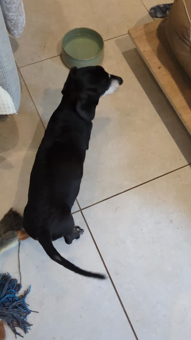 This is Rolo, Rolo is a very lucky boy, he lives in a lovely home with underfloor heating... But the downside, downside? Yes, there is a downside. It makes his water slightly warm... His two sisters quite happily crack on and drink it. Not Rolo, Rolo likes cool (NOT COLD) cool water.
If water is not at optimal temperature he will stand at the bowl and complain until fresh water is forthcoming.
I do not mind this.
Does your dog have a special request and a way of communicating that need with you? Let me know in the comments... So I know I'm not crazy.