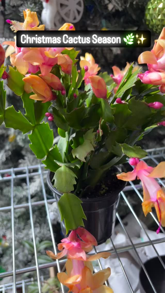 Only 3 Christmas Cactus left! 🎄🌿
Full, blooming, and perfect for gifting or adding holiday color to your home.
Makes a great Secret Santa gift, too! 🎁✨
I will be in Oswego today and this Saturday for drop-offs.
DM to claim — first come, first served!
#christmascactus #holidayplants #bloomingsucculentsstudio