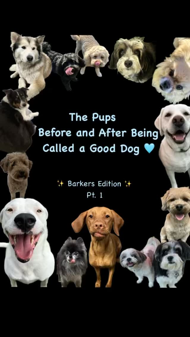 We’ve had a whole lot of good dogs this year 💕