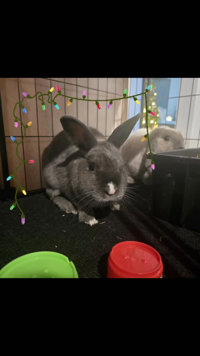 Welcome back Millie and Huihui to the Bunny hotel, looking gorgeous as always 😍, and feeling the Christmas 🎄 holidays vibes ....
#thecoolbunnysitters #petsitting #bunnysitting #petcareservices #Christmas