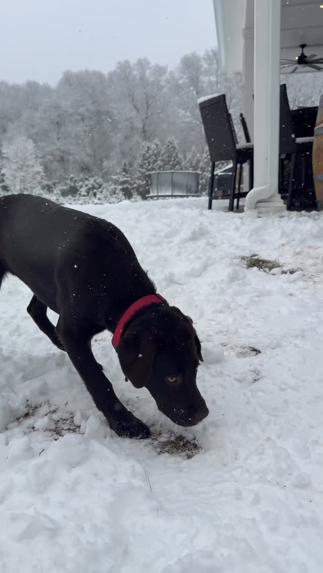 Snow day magic at the farm ❄️✨
Our first snow of the season has turned the tree farm into a true winter wonderland!
Open until 5pm today! Pick up a wreath, centerpiece, tree, sip on a snow day special hot cocoa for $2, grab something sweet from our friends at Zest & Mystic Cookie Company. ❄️🎄
Shop small, support local!!
#SnowDayMagic
#WinterWonderland
#TreeFarmLife
ChristmasTreeFarm
ShopSmall
ShopLocal
SupportLocal
SmallBusinessLove
CommunityOverEverything
HolidayTraditions
CozyVibes
HotCocoaWeather
WreathSeason
MerryAndBright
LocalMakers
NewEnglandWinter
ThisisMystic
ConnecticutSmallBusiness