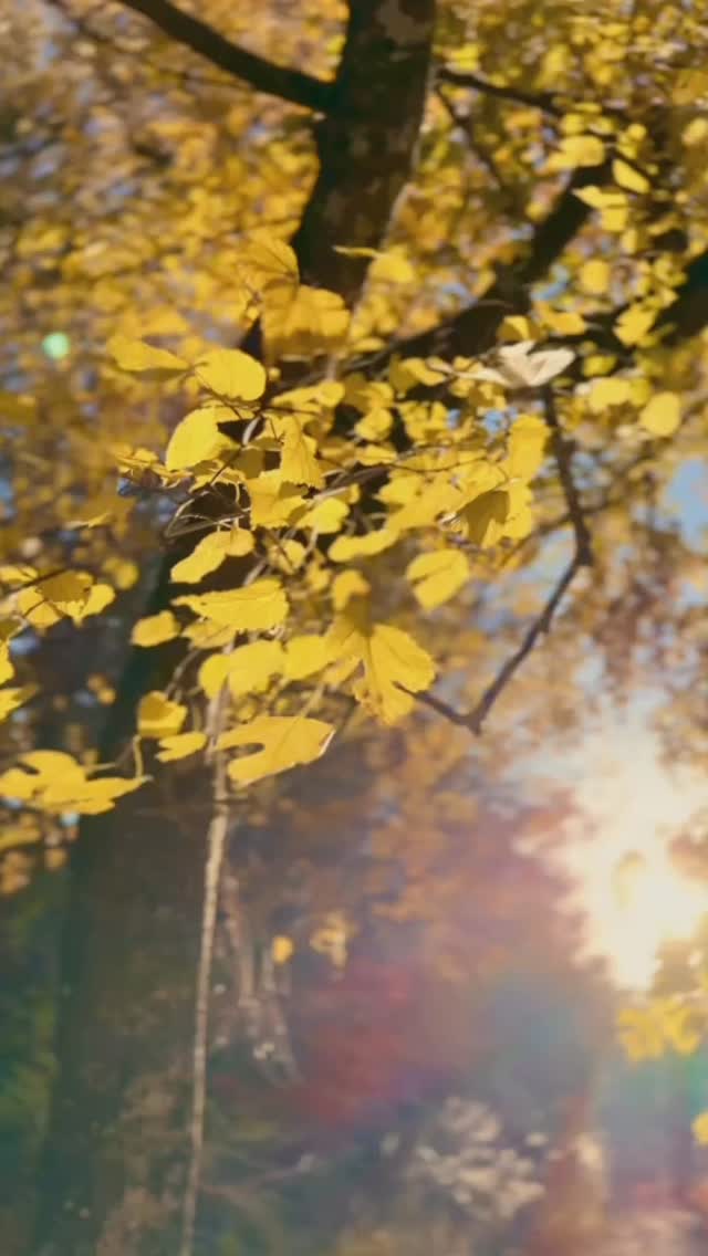 Autumn in Japan hits fast, and when you catch it at the right moment, the colors are unreal. This is why timing matters on a photo tour 🍁📸#japanautumn #autumninjapan #visitjapan #discoverjapan