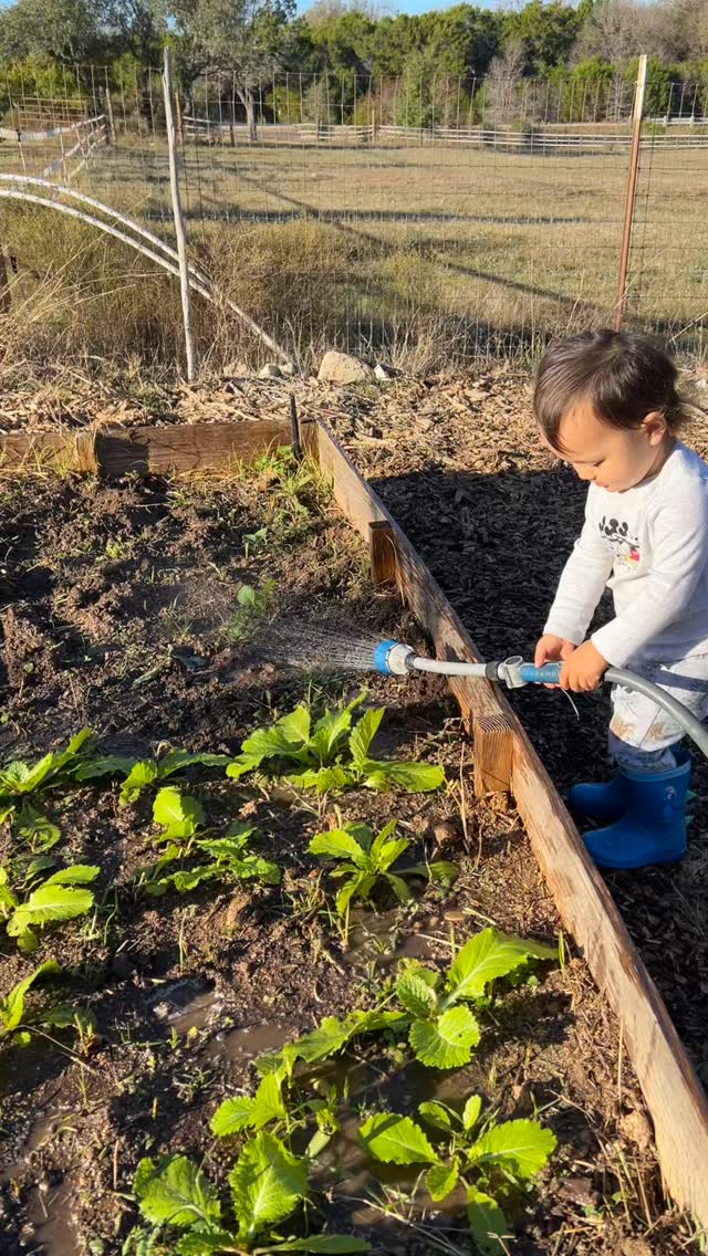 At a little less than 2 years old, he has picked strawberries, radishes, rosemary, basil, tomatoes, figs, lemons, thyme, and blackberries! He has watched his parents milk the family cow and collect fresh eggs. He waters the plants, feeds the animals, fill up water troughs, and (tries) to scoop up poop. We are so fortunate to offer him this life!