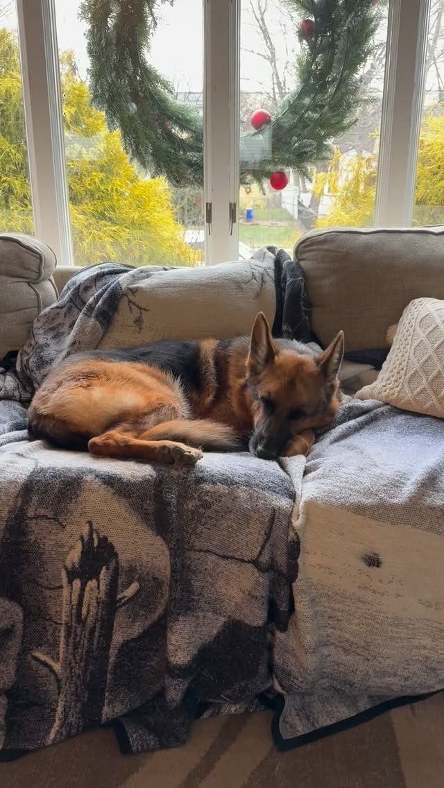 She’s got it rough #dogsofinstagram #gsd #germanshepherd #gsdofinstagram #gsdlife #gsdlove #germanshepherd #gsdrules