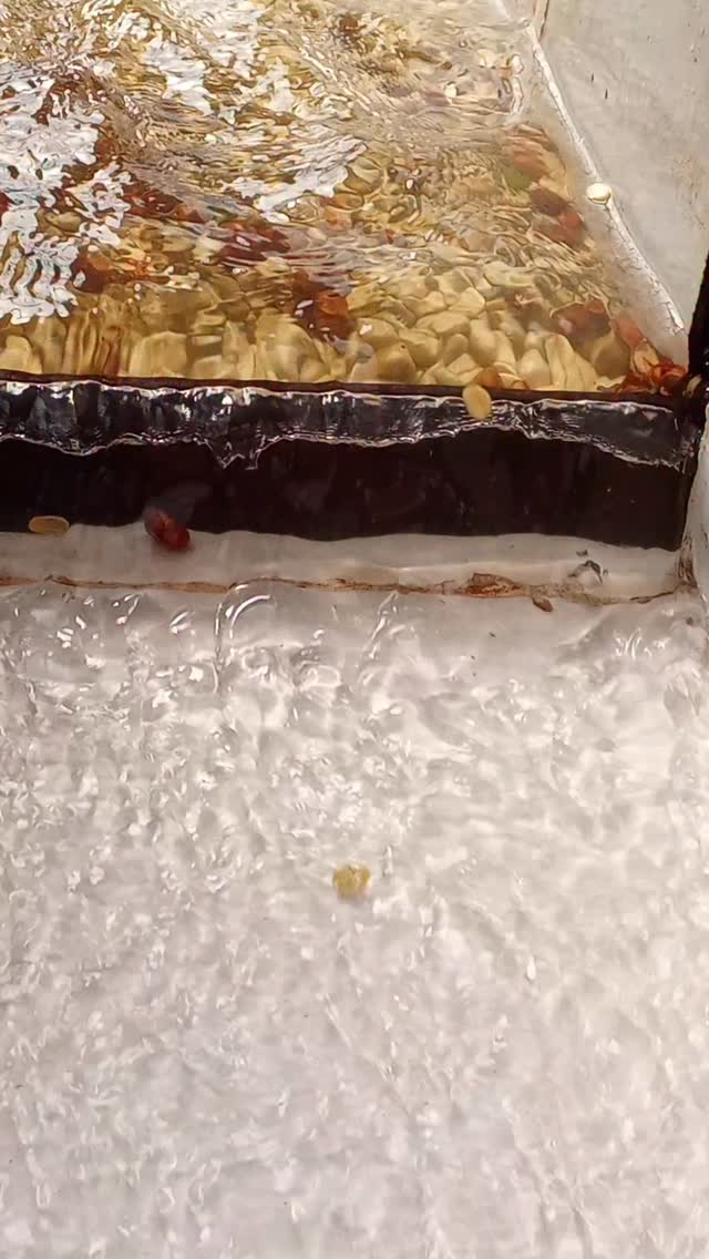 💧Washing coffee to:
1) remove sticky stuff called mucilage nature puts around the beans, and
2) to remove less-dense defects.
🤝 If you’re a roaster seeking a long-term business relationship with the specialty coffee farmers who farm your beans, reach out!
🔗 Click the link in our bio or DM our farming group. We ship almost anywhere on pallets.
#greencoffee #specialtycoffee #nicaragua #naturalprocess #honeyprocess #thirdwavecoffee #anaerobiccoffee #pacamara #directtrade #directtradecoffee #woc #coffeeprocessing #sustainablecoffee #biodynamiccoffee #coffeeroaster #coffeesorting #coffeeroasting #coffeefarm #sampleroasting #goldmtncoffee #besocialbegold #coffeefermentation #carbonicmacerationcoffee #nicaraguancoffee #worldofcoffee #yellowpacamara #yeastcoffee