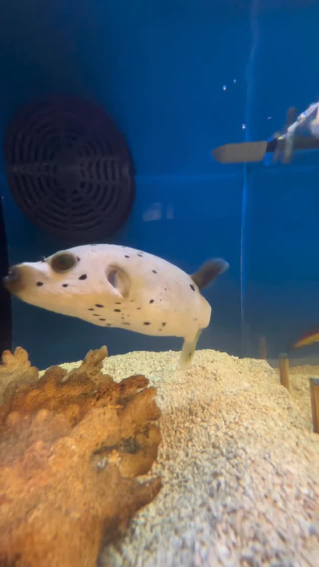 Dog Face Puffers have huge personalities, tons of charm, and always look like they’re plotting something adorable. If you want a fish that feels more like a pet, this is the one. 💛
Come meet him in person and prepare to fall in love!
.
.
.
.
Under The Sea
📍 3816 Sardis Church Rd, Monroe, NC 28110
📞 (980) 328-0000
🕒 Tuesday–Saturday: 11AM – 6PM
Sunday: 12PM – 5PM
Closed Monday
🔗 https://undertheseanc.com
#UnderTheSeaNC #AquariumLife #SummerVibes #OceanInYourHome #AquariumMaintenance #ReefTank #SaltwaterAquarium #CoralReef #Aquascape #FishTankGoals #reeftank #saltwateraquarium #coralreef #aquariumhobby #aquascape #reefaddict #tropicalfish #aquariumlife #fishtank #coral #reefaquarium #plantedtank #fishkeeping #aquariumsofinstagram