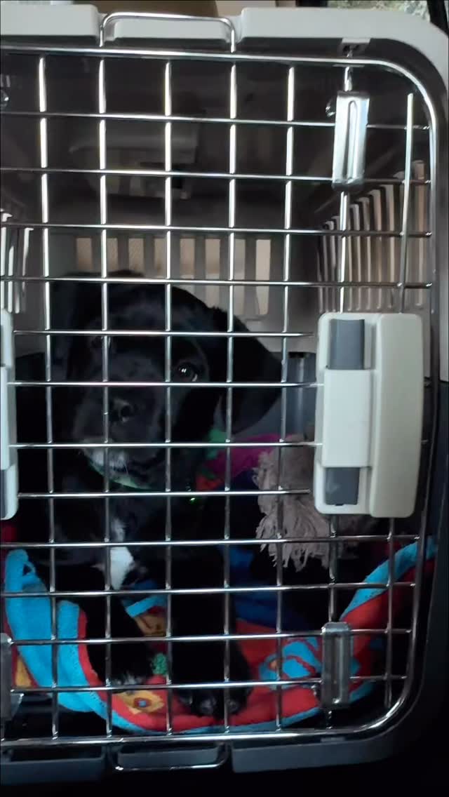 Just over 1 year since we adopted this lunatic from @dogstrust_ire . Always up for an adventure, loves starting fights with big dogs, and will is happiest when’s he’s as close a possible to us. He’s been there for the most important moments of our lives, and as long as he’s taken out for a run three times a day, he’s a delight! Cheers to you, Ollie boyyyy!