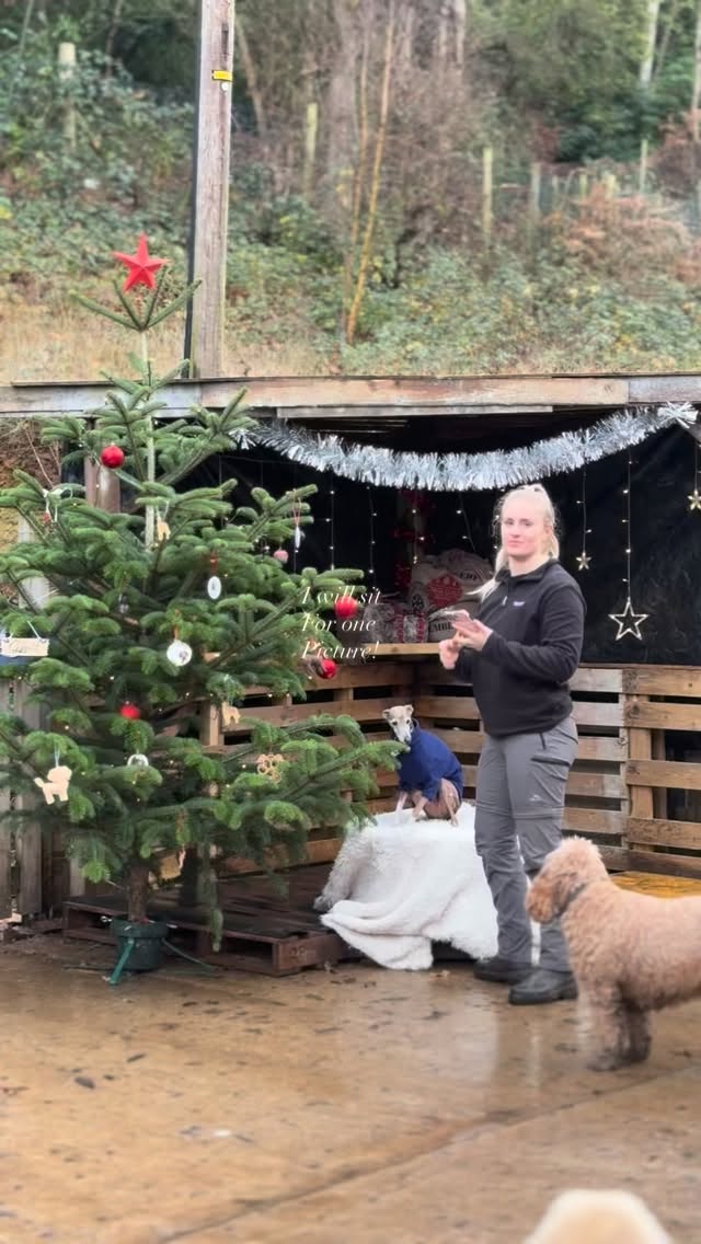 BTS of the Christmas chaos✨🎅🏼 #doggydaycare #doglife #Christmas #nativity #chaos