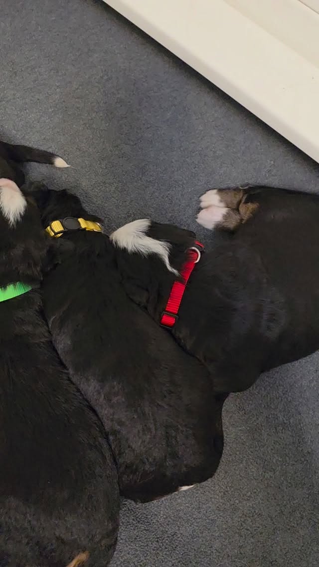 These sweet babies are big enough for little collars now! Few spots left on our waiting list. Dm me for more information.
#bernesepuppy #berneseofinstagram #bernesemountaindog #berner #bernesecorner