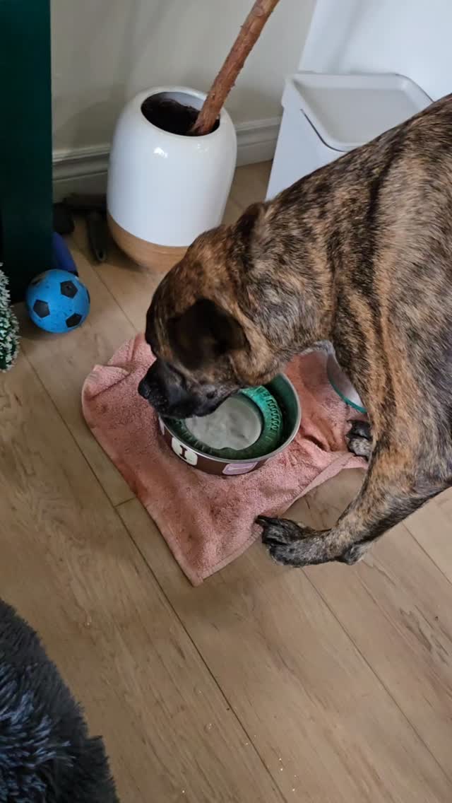 Charlie dog accidentally dropped his ring toy in his bowl while trying to get a drink. He did his best.
#charliedog #doglover #oops #mastiff