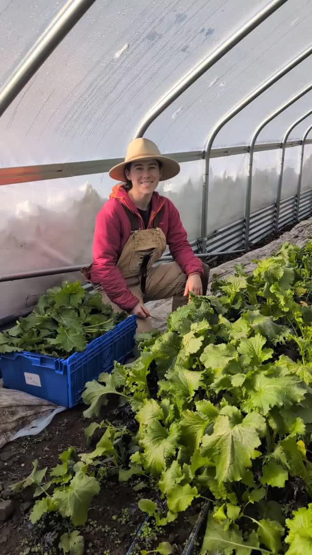 Check out Farmer Elle with these beautiful winter greens!