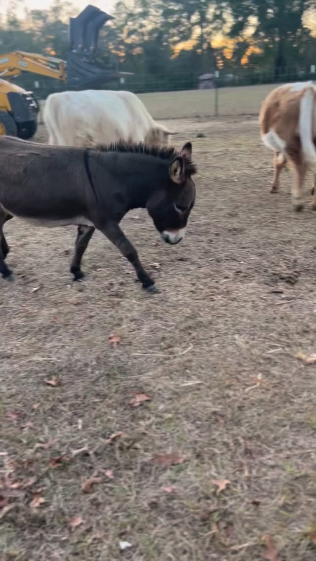 I knew we should’ve named him Dominic! 🎄🎁
#christmasdonkey #dominicthedonkey #felíznavidad #minidonkeyfarm #christmasonthefarm #ranchlife #minidonkey