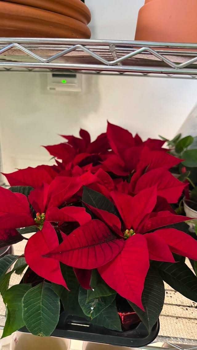 Poinsettia are back in stock as we get into the holiday season. 🎄🎅 perfect for your home or to give as a gift to a friend!
#booshnursery #plantlover #indoorjungle #plantshop #seattle #poinsettias #christmasplants #holidaygift #houseplant #smallbuisness