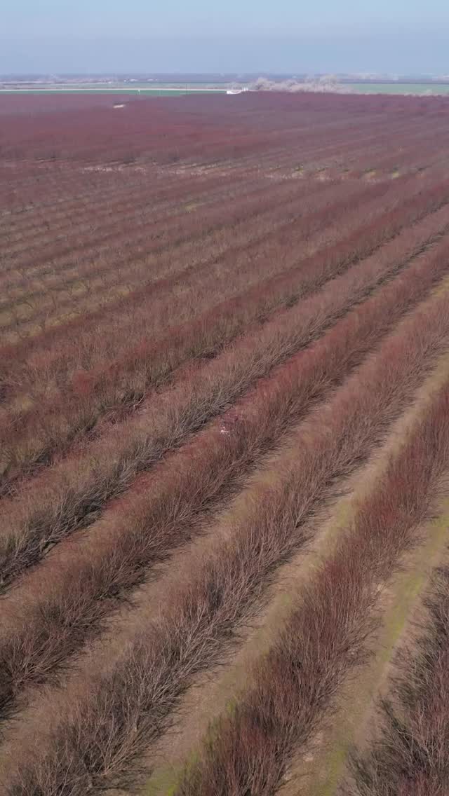 Rodents donโt rest. Good thing we donโt either!
We stay on it so your operation stays protected.
๐ North & Central Valley: (209) 564-8207
๐ South Valley: (559) 395-2537
#Rodents #CaddyshackRodentServices #AgServices #FarmProtection #PestControl