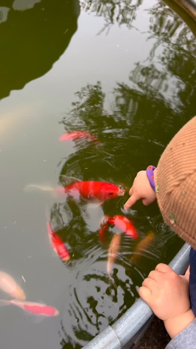 I love how the goldfish have come to know and trust Remi. Goldfish aren’t wired to be touched like mammals are, but they do come to show affection to people they trust over time. One way they show affection is by swimming up to you as they are feeding and they might even let you “pet” them