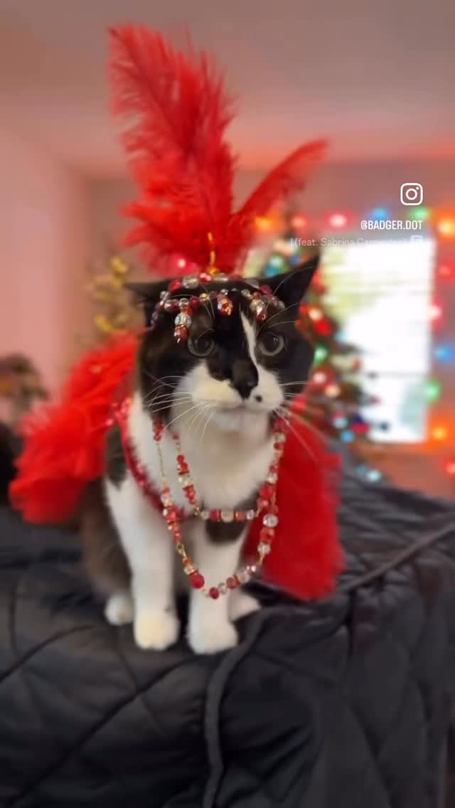 it just keeps getting better…🫠
Before having kids I had time to think.
To style, to rest.
It turns out rest isn’t something that just happens naturally when you have a family.🫠
Credits: @badger.dot @atchoumthecat @pumbacaracal
#perimenopause #lateperimenopause #neurodivergentparent #neurodivergentmum #nervoussystemregulation #burnoutrecovery #somaticwork #soundtherapy #midlifewomen #theyokiway