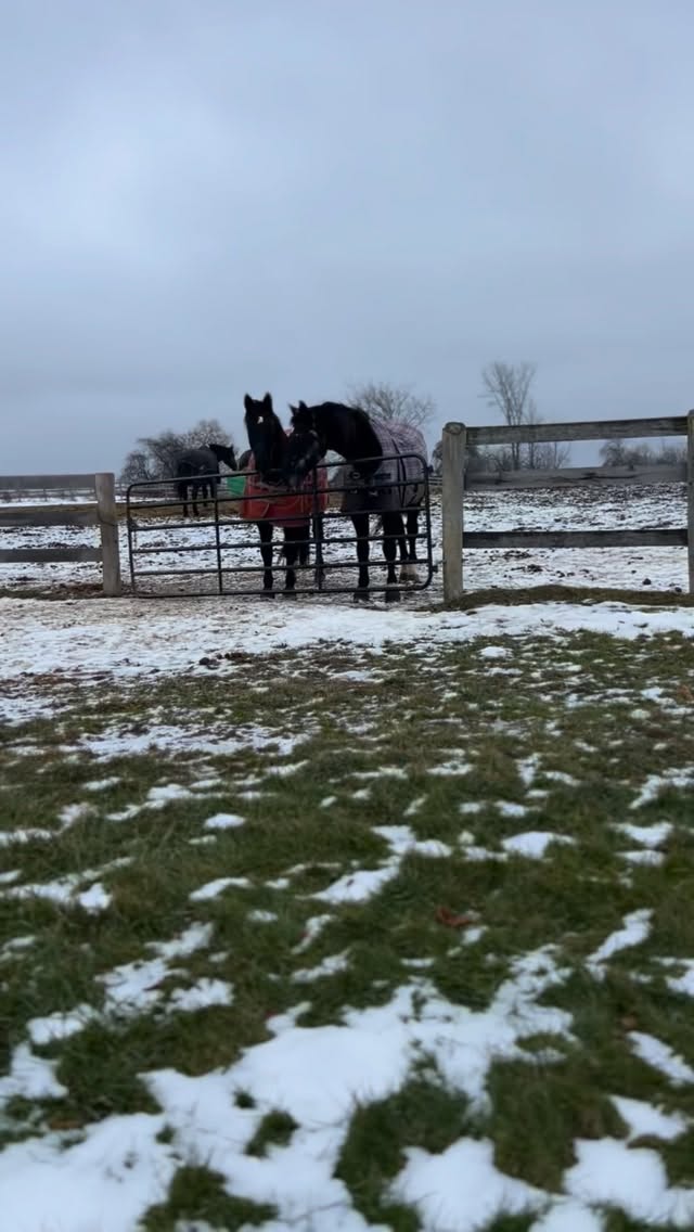 Dear Santa, we’ve been the best matching boys this year 💙💛
- Dude & Viper