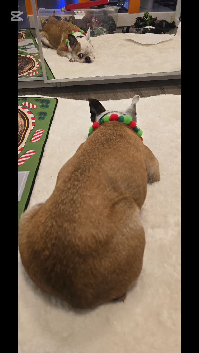 This charming dog named Ballzie, she's 16 years old
#tsawwassen #tsawwassenfirstnation #ladnervillage