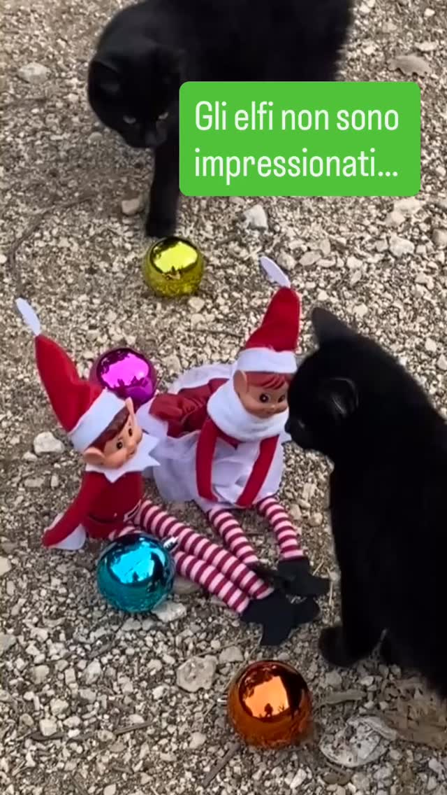 🧝♂️🧝♀️ Giorno 13!
Gli elfi pensavano di essere loro i veri combinaguai della fattoria. 😈
Poi hanno incontrato questi gattini. 😼
Decorazioni per terra.
Sguardi di giudizio.
Zero entusiasmo natalizio.
Conclusione degli elfi:
forse il Natale non è per tutti. 🎄😂
Seguiteci… perché la fattoria è piena di personaggi forti. 🎅🐾
⸻
#natale #natale2024 #christmasvibes #magianatale
#elfidisnatale #elfontheshelf #elfiinfattoria
#nataleconibambini #christmasfun
#gattini #christmascats #animaliinfattoria
#fattoriavallemagica #vitaingfattoria
#christmastime #farmchristmas
