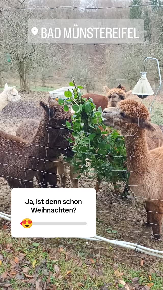 Es gibt schon 🎁 bei den @obstwiesen.alpakas 🦙.
"Frische Brombeerblätter am Morgen vertreiben Kummer und Sorgen!" 😄
#obstwiesenalpakas #badmünstereifel #alpakawanderung #lecker #Geschenke
