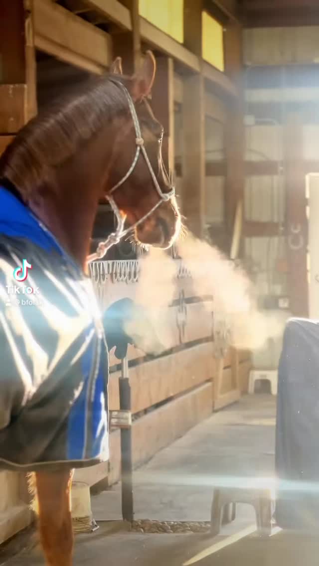 Year end review for 2025 could have been thousands of photos and videos. Instead we have a bit size recap from an amazing year with amazing people and horses #horses #colorado #hunterjumper @liv__ward50 @bizzybecca @p26934 @amelia_eq10