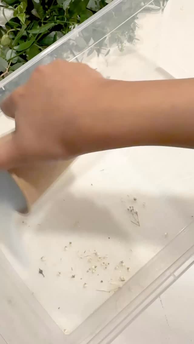 The most satisfying part of the whole preservation process 💌
PSA: Canada Brides! We are now booking for 2026 👀 Contact us for more details.
#asmr #flowerdrying #driedflower #weddingkeepsake #flowerpreservation weddingflowerpreservation