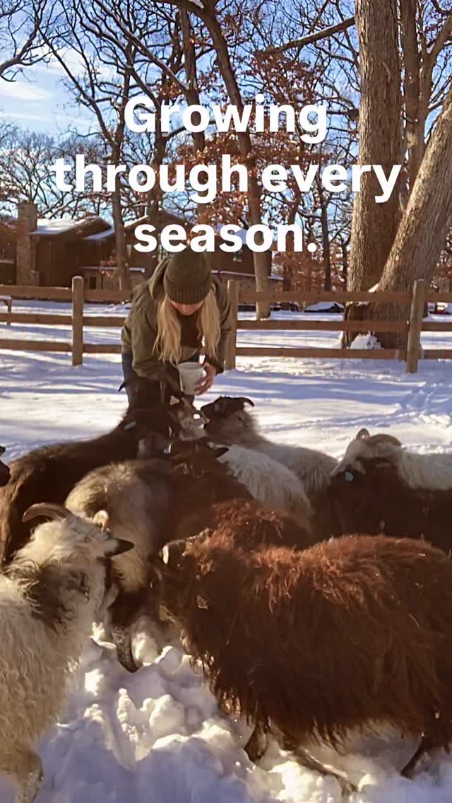 Anyone else learning to embrace change & winter? A season for all things, sometimes easier to say than accept. I’m embracing the beauty of winter. It felt like -17 when the sun rose today. Every sound is heightened at negative double digits. The crystalline snap of a branch up above. The cracking of metal water troughs when water hits them. The crunch of the snow beneath both boot & hoof. A beautiful symphony of sound if I know how to listen for it.
A perfect V formation of geese flew overhead as I walked to the barn. Their honking was different, with a defined echo to it that I had never noticed. The denser air of negative temps affects how sound is carried & the respiratory systems of the geese may be straining, effecting the sound.
Fine tuning my senses has brought a new layer of growth to this season; added nuance to winter, a new way to enjoy it, even on the coldest & stormiest days.
#icelandicsheep #winterday #smallfamilyfarm #homesteadlife #stayingpresent #natureinfocus #shepherdess #sheep #snowyday #homestead #growthjourney