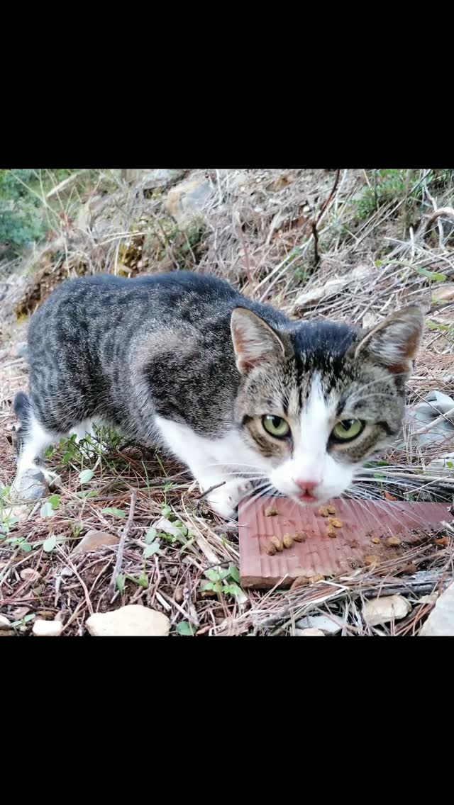 3. Advent – gemeinsam Hoffnung schenken ✨
Vielleicht habt ihr es schon gesehen:
Wir haben unser Kastrationsprojekt für das kommende Frühjahr bereits vorgestellt – und möchten heute noch einmal bewusst darauf aufmerksam machen. Nicht, weil wir euch „nerven“ wollen, sondern weil dieses Projekt jedes Jahr so unglaublich wichtig ist.
Wie jedes Frühjahr planen wir Kastrationen, um unkontrollierte Vermehrung zu verhindern und damit unendliches Leid gar nicht erst entstehen zu lassen. Kastrationen retten Leben! Doch dafür brauchen wir euch – denn ohne Unterstützung können wir dieses Projekt nicht umsetzen.❤️
Über Betterplace könnt ihr uns dabei helfen.
✨ Heute legt Betterplace 25 % auf jede Spende obendrauf, sodass eure Hilfe noch mehr bewirkt.
Natürlich könnt ihr uns auch wie gewohnt direkt unterstützen – jede Spende, jeder Beitrag zählt:
stray ANIMAL care e.V
GENO BANK ESSEN eG
IBAN: DE17 3606 0488 0116 3215 00
BIC: GENODEM1GBE
PayPal: info@stray-animal-care.de
🕯️🕯️🕯️ Danke, dass ihr uns auch am 3. Advent zuhört, mitfühlt und an unserer Seite steht.
Von Herzen: danke für euer Vertrauen
#tierschutz#tierschutzverein
#streunerkatzen #tierschutzgriechenland
#strayanimalcare
#KastrationenRettenLeben
#kastrationstattvermehrung
#katzenliebe#straßenkatzen
#spendenaktion#betterplace
#jedereurozählt#3advent
#adventszeit