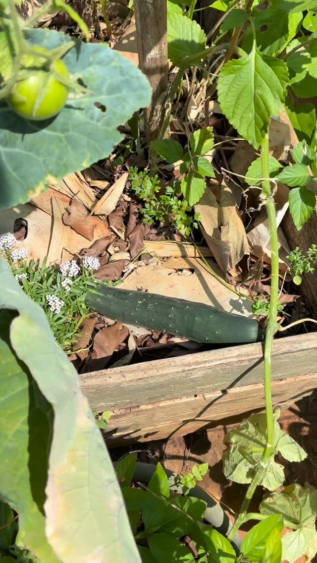 Clearing and picking as much as we can this morning from our own garden. Lots of chilies, a great cucumber season, and steady harvests of spinach, basil varieties of herbs and beets 🥒 🌶️ 🥬
Hoping to enjoy some tomatoes when we’re back!