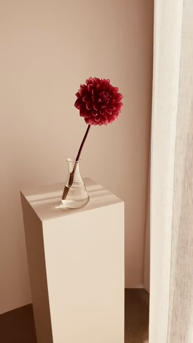 Längtar tillbaka till de där sköna sommardagarna när solen strilade in genom gardinerna och trädgården stod i full blom 🌸☀️
På bilden: Bloomquist York
Håll utkik efter kommande giveaway 🫶
Longing for those beautiful summer days when the sun was shining through the curtains and the garden was in full bloom 🌸☀️
Pictured: Bloomquist York
Stay tuned for upcoming giveaway 🫶
#storiesandcreations #dahliadesire #uniquedahlias #dahlia #dahliafever #dahliaheaven #snittblommor #slowflowers #närodlat #dahliaheaven #blomsterisäsong #enköping #dahliasommar #dahliasofinstagram #flowerfarm #dahliaseason #dahlialove #unicorndahlia #bloomquistdahlias #bloomquistyork