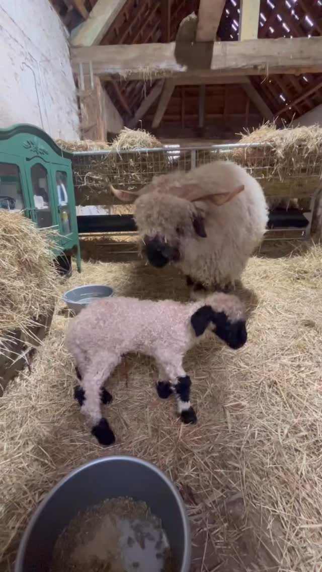 Kijk eens hier!!! Onze zondag goed beginnen… Na een vlotte bevalling werd dit super gezond en perfect getekend rammetje geboren 🫶🫶