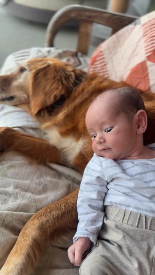 First meeting… and Queen Nessy was very ready 🐶👶
Andre met Nessy for the first time today.
And he had a little sleep right into her side 😴🤍
The last 10 days have been so funny to watch.
We haven’t had her inside with Bubba yet, so she’s been doing quiet laps of the house looking through windows…
👀 checking
👂 listening
🐾 supervising
Every morning when I take Andre outside for a bit of sun, she follows along.
Stays close.
Looks up at him like, “So… when do I get to meet him?”
Today we finally had a little lay on the outdoor couch.
I placed Andre gently into Nessy.
She didn’t move an inch.
Just lay there completely content, tail softly wagging 💛
When he’s a bit older, I’ll introduce him more to the dogs.
For now, he’s still very young.
But one thing’s certain —
this little guy is going to grow up with dogs everywhere 🐕🐾
