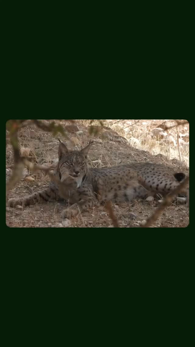 🇬🇧 BOOK YOUR IBERIAN LYNX SAFARI NOW FOR 2026!
🌍 Expert local guides: born and living in lynx territory.
🚙 4x4 cars.
🔭 Optical equipment: top quality telescope, thermal imaging scope and binoculars.
👥 Small groups.
🫒 Local gastronomy and recommendation of rural hotels with exquisite service.
😺Guidelines for responsible and ethical observation.
📸 Hides available for photography.
Contact us at:
www.lyncisecoturismo.com
lyncisecoturismo@gmail.com
(+34) 603 90 74 35
#SierraMorena #SierradeAndujar #GuarrizasRiverValley #iberianlynxsafari #wildlifewatching #spain🇪🇸