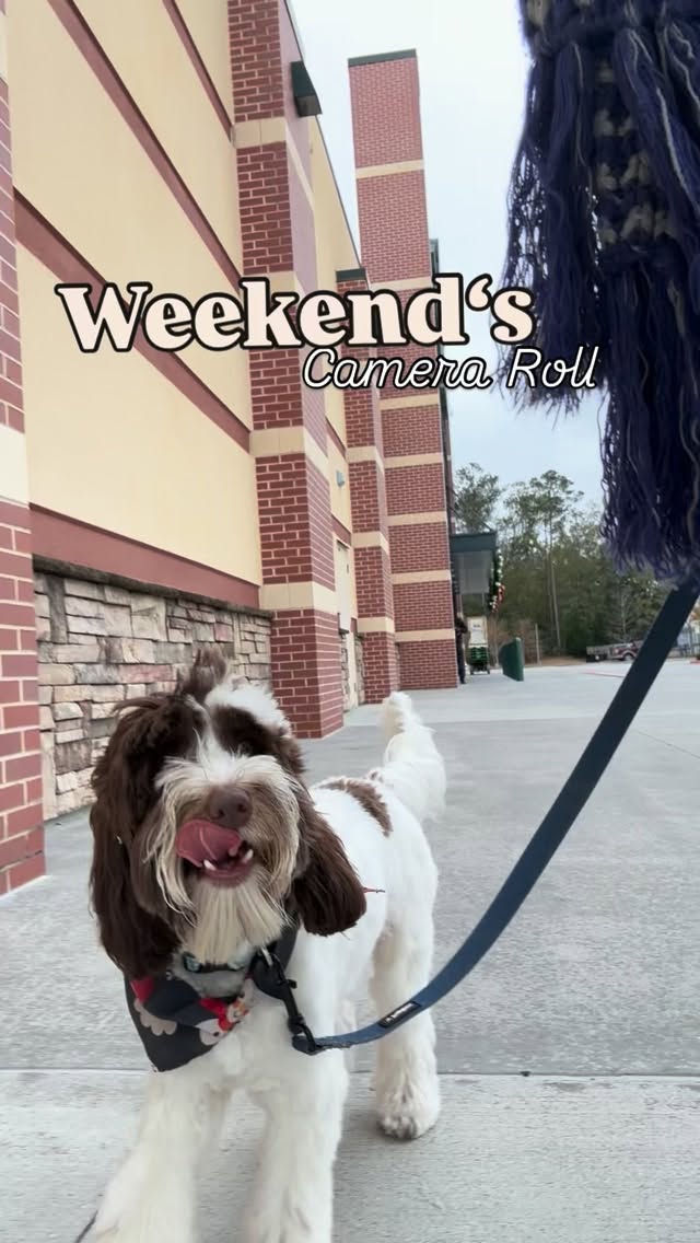 Weekend vibes powered by wet noses and happy tails
#HappyHounds
#WeekendVibes
#DogsOfInstagram
#ReelRecap
#DogLife
#CutestDog
#DogLove
#InstaDog
#DogsofIG