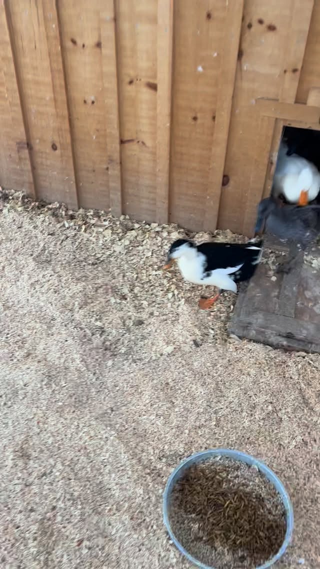 The ladies (AKA the Treehorn Synchronized Swim Team) enjoy their breakfast with gusto. (The breakfast of champions — duck feed and… flies.)
May we all experience as much enthusiasm this holiday season as our ducks do over simply waking up! 🦆🦆🦆🦆🦆🦆🦆🦆🦆🦆
📣 Sound on for the cutest duck drinking sounds ever.
#flowerfarm
#hudsonvalley
#duck
#ducklife
#flowerfarmer
#snowday
#flowersandbooks
#upstateny
#upstate
#regenerativeagriculture
#duckpond