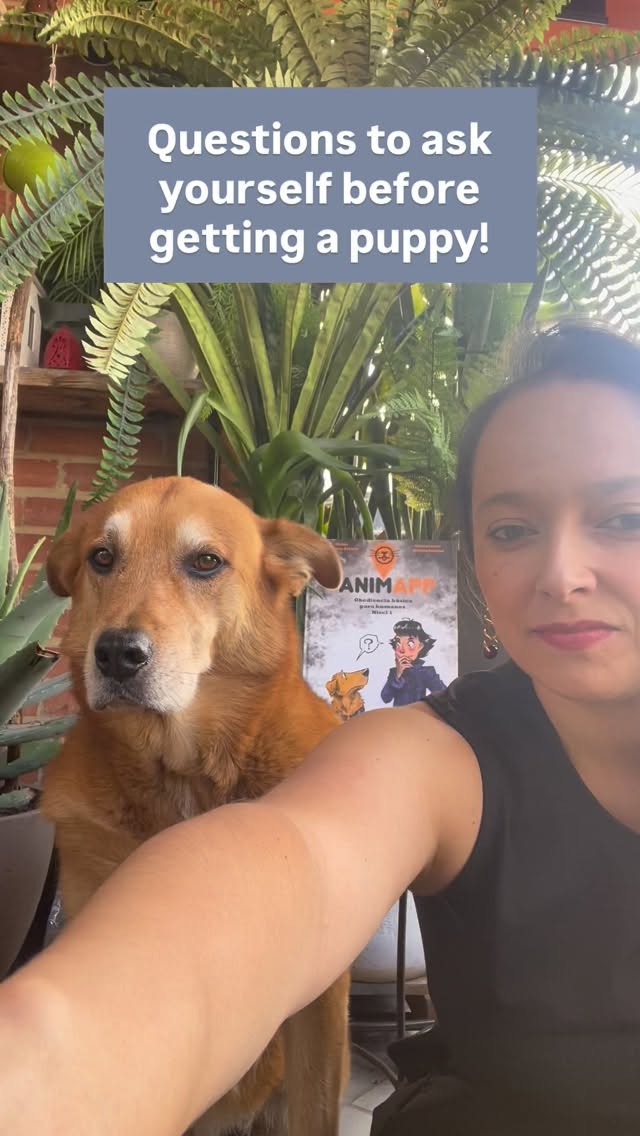 The biggest question I get when it comes to bringing home a new puppy 🐕
“What should I consider BEFORE getting a puppy?”
And honestly? I’m SO glad people are asking this.
As a puppy trainer, I see too many families jump into puppy parenthood without understanding what they’re signing up for.
So here’s what you NEED to think about:
⏰ TIME
Do you have enough? Puppies need 24/7 care, especially in the first 5 months. They can’t be left alone for long periods. Dogs need company.
🐾 BREED RESEARCH
We pick dogs because they’re cute, but each breed has completely different needs. Some need hours of exercise. Some are working dogs requiring specialized training. Hound dogs and Huskies? They’re LOUD. Are you ready for that? Size? Long or short hair?
👤 MALE OR FEMALE?
There are pros and cons to both. Have you researched the differences?
👥 SUPPORT SYSTEM
Do you have people to help with walks, training, and care? Or will this fall entirely on you?
🏠 SPACE
Do you have adequate space in your home for a puppy to grow?
👨👩👧👦 FAMILY AGREEMENT
Does EVERYONE in your household want this? Will everyone help take care of them?
⏳ LONG-TERM COMMITMENT
This is a 10-18 year responsibility. What happens if you move abroad? Change houses? Your life WILL change, is your puppy part of that plan?
I know this feels like a lot. But I’d rather be realistic with you now than see another dog abandoned or rehomed because the family wasn’t prepared.
And here’s the good news: I can help you BEFORE you even bring your puppy home. Whether you’re still deciding, already committed, or just brought them home, let’s set you up for success from day one.
💬 Got questions? DM me. I’m here to help first-time puppy parents navigate this journey.
Let’s make sure you AND your puppy thrive together 🤍