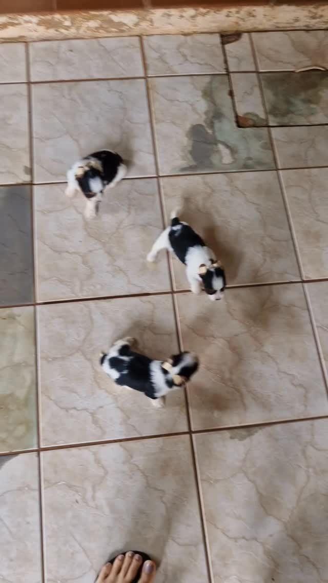 Biewer Terrier encantadores🥰❣️🩷💙💙
Começando a bater perna .