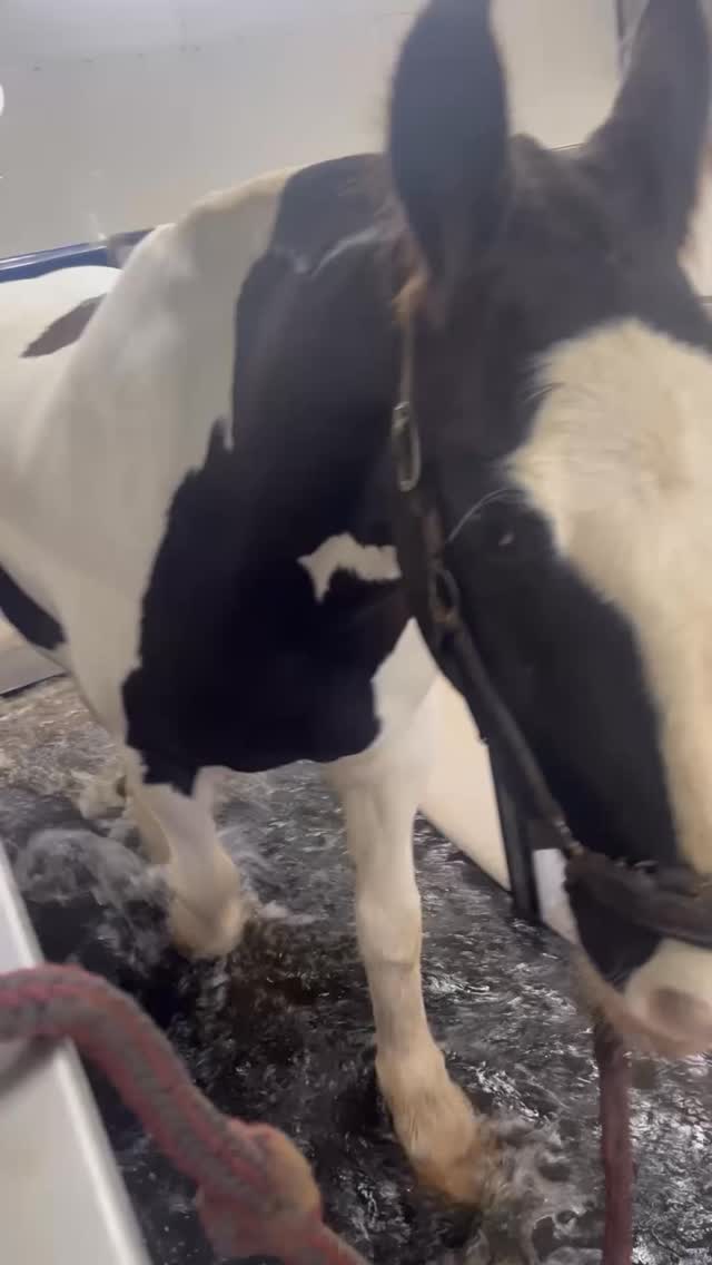 Wow, what a week we had last week.
It’s so special to take a moment and reminisce on all the wonderful horses that came through our doors.
Every horse has their own story, and we feel incredibly lucky to be trusted with supporting them on their individual journeys — whether that’s rehabilitation, performance, or maintenance 💦🐎
This coming week is our last one before Christmas, and we’re looking forward to finishing the year with more lovely faces through the spa 🎄
Thank you to all the owners and connections who continue to support us 💙
#equinehydrotherapy #equinerehab #equinewellness #equinerecovery