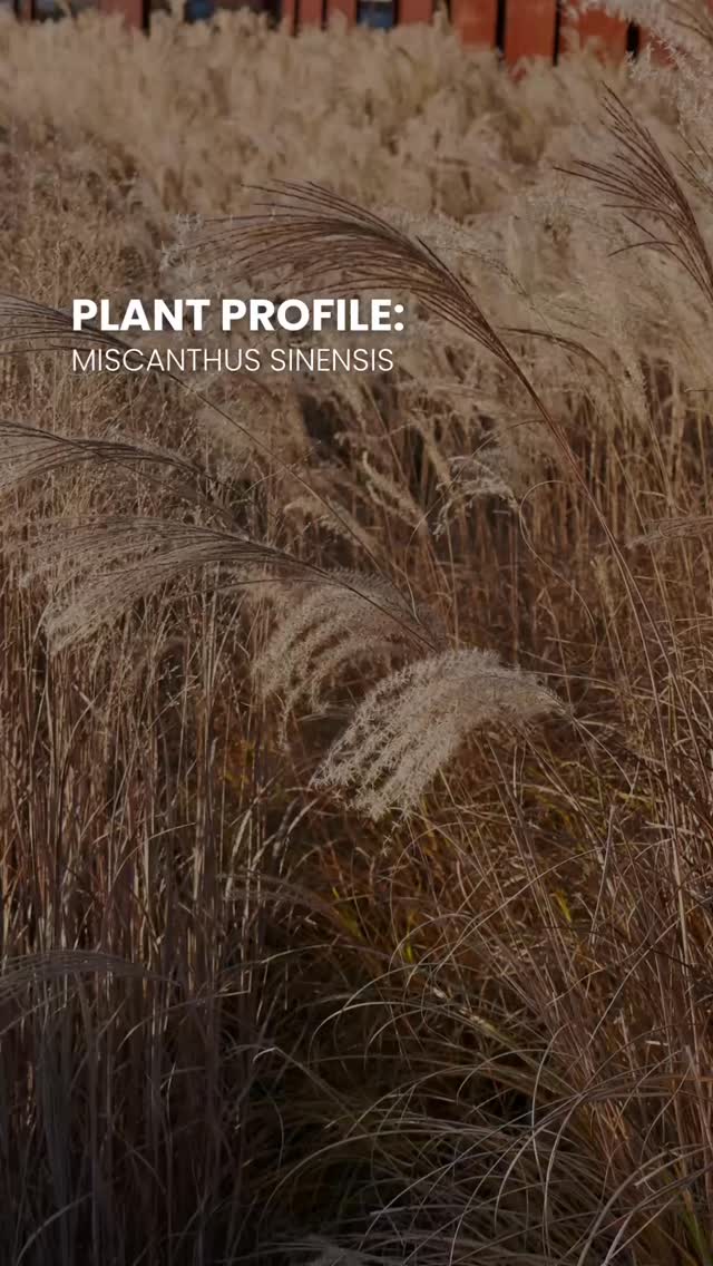 Miscanthus sinensis is a wonderfully elegant ornamental grass, with arching slender foliage that catches the breeze, and shimmering flag-like flowerheads. These dainty features contrast beautifully with bolder more structural perennials and shrubs, and allow light to pass through creating a stunning mist effect.
From August onwards, tall stems give way to silken flowers that emerge in silver, bronze or rose shades, that gradually fade to a soft gold as the colder months approach. Nothing can compare to Miscanthus sinensis when it is backlit by soft light, glowing in the autumn sun and bringing the last moment of warmth to the garden.
Even once winter has arrived, when the stems have been left to stand, they are still the stars of the show. Frosted Miscanthus seedheads are truly one of the most beautiful sights in a winter garden, whilst also providing much needed habitats for invertebrates over the colder months.
These beauties tolerate a wide range of soil textures, preferring neutral to slightly acidic soil that is moist but well-drained, but always in full sun. Depending on the cultivar, you can expect a huge range of sizes! From the 2m high Miscanthus sinensis ‘Malepartus’ to the tiny Miscanthus sinensis ‘Yakushima Dwarf’ that stands up to 80cm tall. At Joe Perkins Design we have used Miscanthus sinensis ‘Kleine Fontäne’ with it’s bright and airy feather like flowers, and ‘Kleine Silberspinne’ with its moody upright flowerheads, in many projects due to their more compact size that stills brings the drama.
Plants that sit wonderfully amongst these wonderful grasses include structural Eryngium x zabelii ‘Jos Eijking’, dainty Verbena bonariensis, airy and delicate Symphyotrichum laeve ‘Glow In The Dark’, and the ever popular Echinacea pallida.
⸻
ABOUT: Joe Perkins Design is a multi-award-winning landscape design consultancy, creating innovative outdoor spaces that celebrate the environment, wildlife, and biodiversity. Working across the UK and internationally, we partner with clients who share our passion for sustainable and visionary design. Discover more about our work at: www.joeperkinsdesign.com