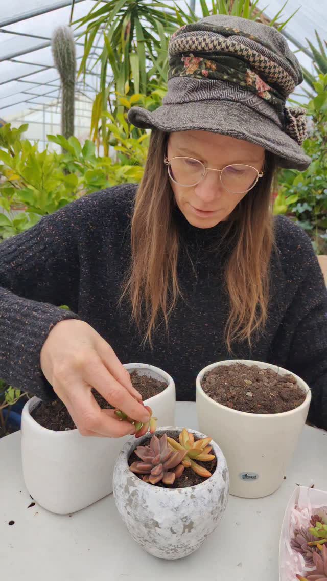 Steckling einfach in die Erde stecken. Etwas Angiessen. Fertig.
Gemischte Stecklingsboxen jetzt in meinem Onlineshop erhältlich
#kaktusgaertnerei
#Stecklinge
#Pflanzen
#Anwendung
#Gärtnern
#Pflanzenpflege
#Grow
#UrbanJungle
#Pflanzenliebe