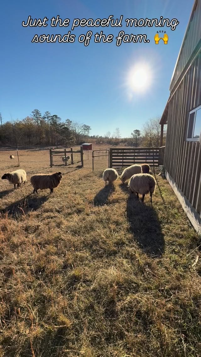 Mornings chores are a joyful time. The sounds of sheep and goats, and chickens scratching around the dew covered ground. Wild birds waking from their nests and singing morning songs. Dogs playing and hunting in the treeline. The barn radio playing worship music in the background. Our creator has done such marvelous things for us to enjoy.
Psalm 40:3
#farmlife #creationsings #praisethelord #allglorytogod
