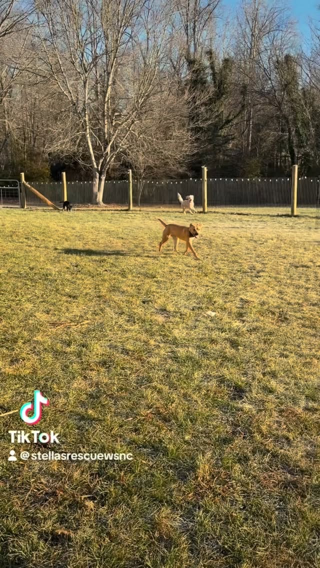 Everyone try not to freak out 🎙️
we have a doodle at the rescue. We also have three other mixed breeds that are insanely cute and deserving of good homes. If you’re interested in Manny, please fill out an adoption application at www.stellasrescue.org. He’s fully vetted, less than a year old and needs a home with another active dog. He could probably be with cats but not without training. First priority for anyone interested in Manny and Velma as a package deal. *A 4 mile run is nothing for these two but 30 minutes of wrestling and they are 😴#adoptdontshop #rescuedog #wsnc #doodle #dogsoftiktok