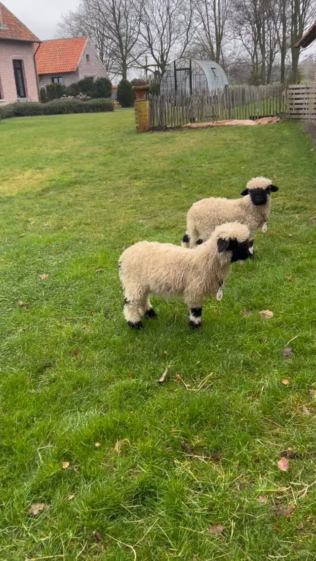 Curieuzeneuzemosterpotjes