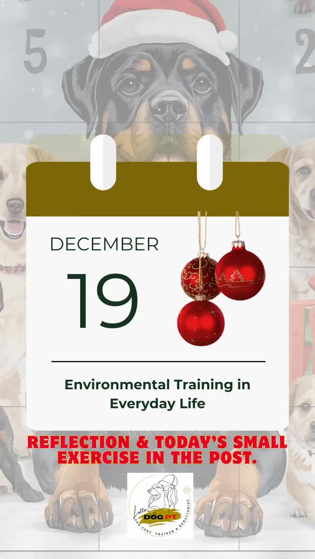 🎄 Day 19- Environmental Training in Everyday Life
Today’s video is from our walk when we made a short stop at Gröna Källan on our way home.
A small moment of environmental training. There was a lot to explore, according to Ecco, and he also received some cuddles from “Santa’s mum”. 🥰
Ecco has experienced many different environments since he was a puppy.
Everything from football matches, holidays in Sweden, courses, being a “student” at school, shopping and cafés in the city, to acting as a little mascot at a car dealership.
Even so, one of my goals for next year is to work with environmental training more regularly.
Even if a dog is used to many situations, we still need to keep adding positive experiences in new environments.
✨ Why environmental training matters
Environmental training helps dogs to:
• Feel safe in new situations
• Handle sounds, smells and movement
• Stay focused despite distractions
• Generalise everyday obedience
Dogs who receive environmental training in appropriate amounts often find it easier to stay calm and cooperative in daily life.
✨ How I approach environmental training
For me, it is not about standing close or pushing through.
It is about the dog feeling safe.
I always think:
• Step by step
• The dog’s emotional state comes first
• Leave with a positive experience
Pushing a dog into situations they are not ready for often has the opposite effect.
✅ Simple ways to train the environment
• Make short visits of one to five minutes
• Allow the dog to observe and sniff
• Reward calm and curiosity
• Practice only skills the dog already knows
• Increase distance or leave if the dog shows stress
That is training too.
🌟 Small exercises, big joy, every day together.
#environmentaltraining
#dogtraining
#doglife
#rottweiler
#rottweilerlife