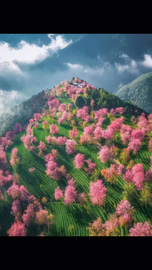 🌸 Winter sakura blooming quietly in Dali
Soft light, crisp air, and gentle walks under pink blossoms — a side of winter most people don’t expect to find in Yunnan.
This retreat is designed for travelers who love slow mornings, nature, and seasonal beauty.
👉 Explore the full Winter Sakura Retreat and contact us via the link in our bio.
A winter escape worth planning.
#kikiholidays #yunnantravel #china #yunnan #chinatrip